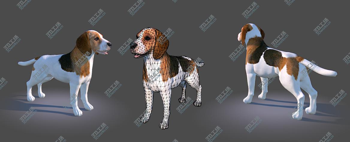 images/goods_img/2021040232/Real-Time Dog Beagle/3.jpg
